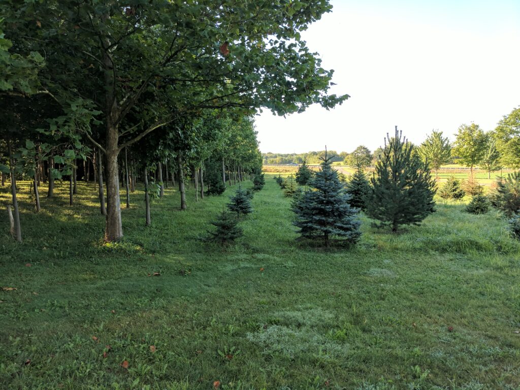 A row of new trees planted alongside mature trees in Ohio