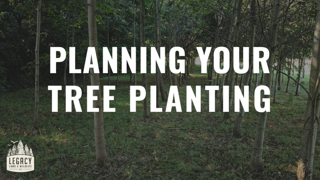 planning-your-tree-planting
