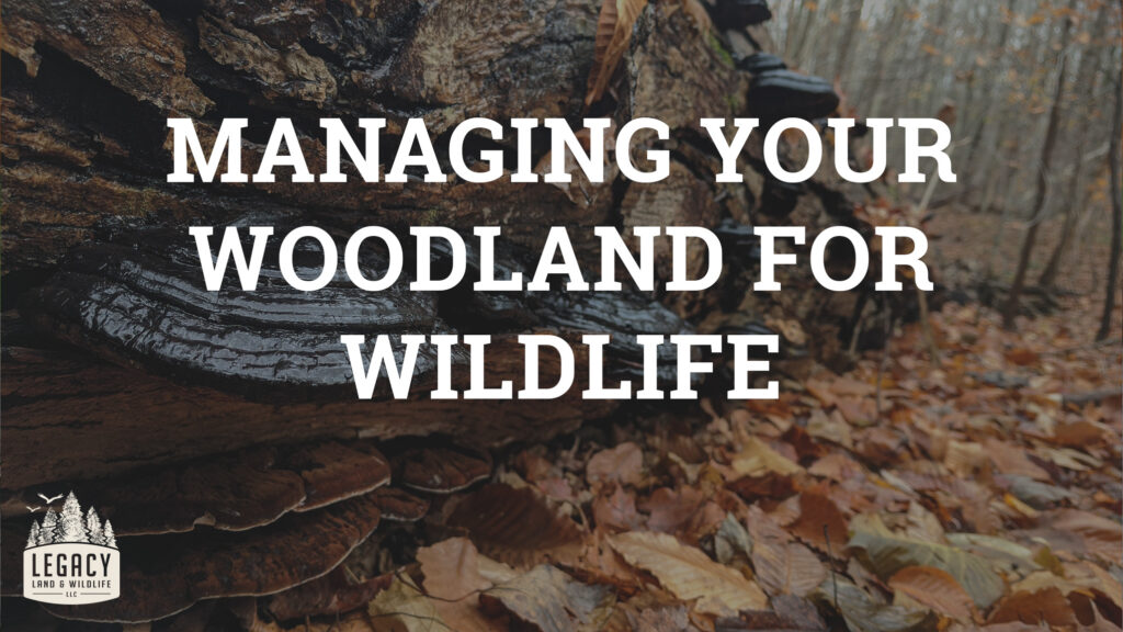 managing-your-woodland-for-wildlife