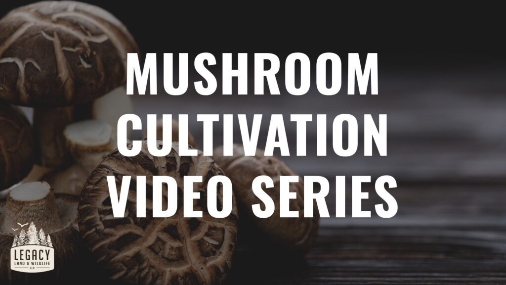 mushroom-cultivation-diy-video-series